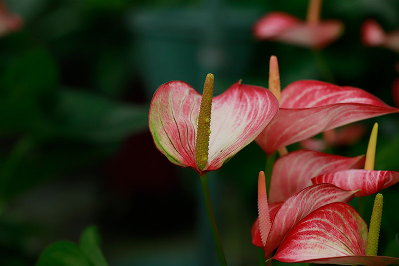 西安秦岭花世界